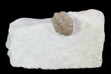 Detailed, Long Kainops Trilobite - Oklahoma #95716-1